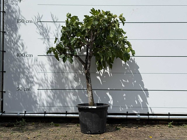 Vijgenboom laagstam - ficus carica - hoogte ca. 150 cm - afbeelding 1 van  2