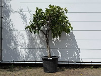 Vijgenboom laagstam - ficus carica - hoogte ca. 150 cm - afbeelding 1 van  2