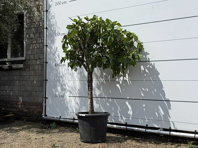 Vijgenboom laagstam - ficus carica - hoogte ca. 150 cm - afbeelding 2 van  2