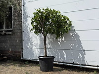 Vijgenboom laagstam - ficus carica - hoogte ca. 150 cm - afbeelding 2 van  2