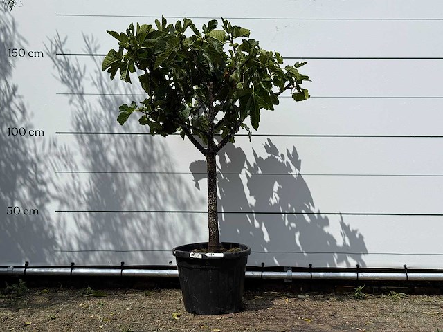 Vijgenboom laagstam - ficus carica - hoogte ca. 150 cm - afbeelding 1 van  1