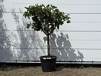 Vijgenboom laagstam - ficus carica - hoogte ca. 150 cm - afbeelding 1 van  1
