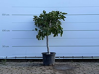 Vijgenboom laagstam - ficus carica - hoogte ca. 150 cm - afbeelding 1 van  5