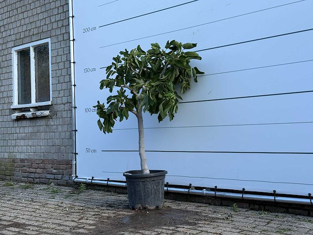 Vijgenboom laagstam - ficus carica - hoogte ca. 150 cm - afbeelding 2 van  5