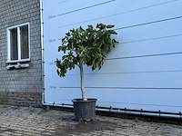 Vijgenboom laagstam - ficus carica - hoogte ca. 150 cm - afbeelding 2 van  5