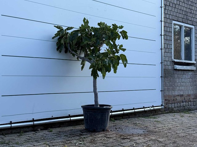 Vijgenboom laagstam - ficus carica - hoogte ca. 150 cm - afbeelding 3 van  5