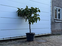 Vijgenboom laagstam - ficus carica - hoogte ca. 150 cm - afbeelding 3 van  5