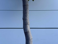 Vijgenboom laagstam - ficus carica - hoogte ca. 150 cm - afbeelding 4 van  5