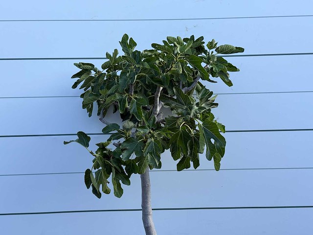 Vijgenboom laagstam - ficus carica - hoogte ca. 150 cm - afbeelding 5 van  5