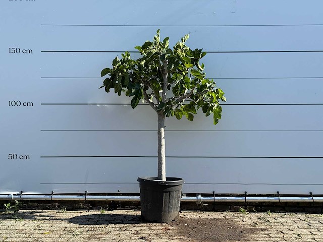 Vijgenboom laagstam - ficus carica - hoogte ca. 150 cm - afbeelding 1 van  6