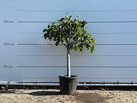 Vijgenboom laagstam - ficus carica - hoogte ca. 150 cm - afbeelding 1 van  6
