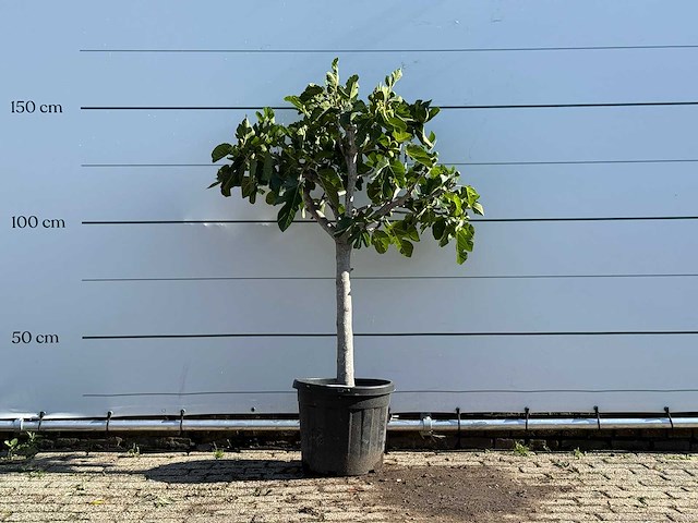 Vijgenboom laagstam - ficus carica - hoogte ca. 150 cm - afbeelding 2 van  6
