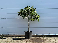 Vijgenboom laagstam - ficus carica - hoogte ca. 150 cm - afbeelding 2 van  6
