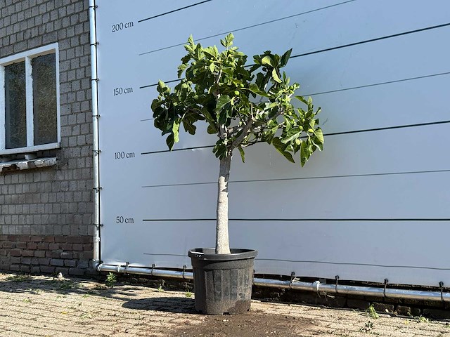 Vijgenboom laagstam - ficus carica - hoogte ca. 150 cm - afbeelding 3 van  6