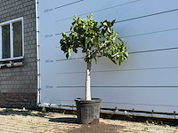 Vijgenboom laagstam - ficus carica - hoogte ca. 150 cm - afbeelding 3 van  6