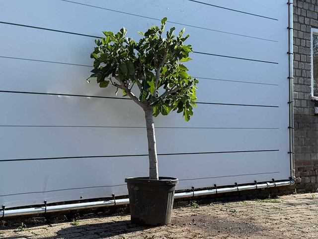 Vijgenboom laagstam - ficus carica - hoogte ca. 150 cm - afbeelding 4 van  6