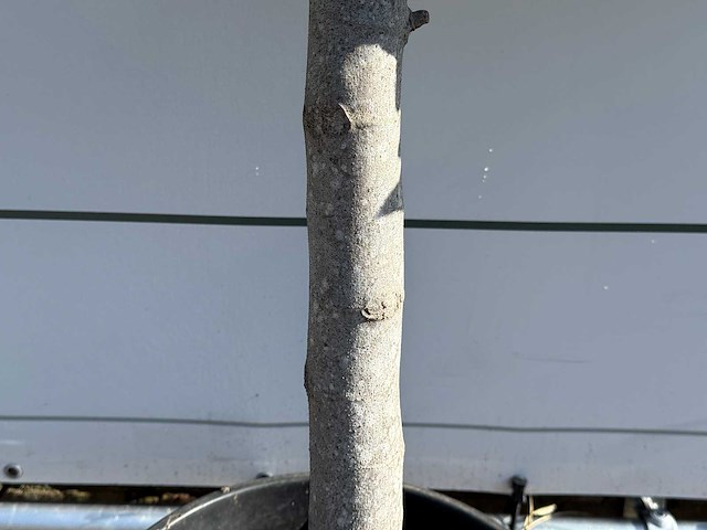 Vijgenboom laagstam - ficus carica - hoogte ca. 150 cm - afbeelding 5 van  6