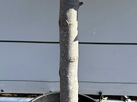 Vijgenboom laagstam - ficus carica - hoogte ca. 150 cm - afbeelding 5 van  6