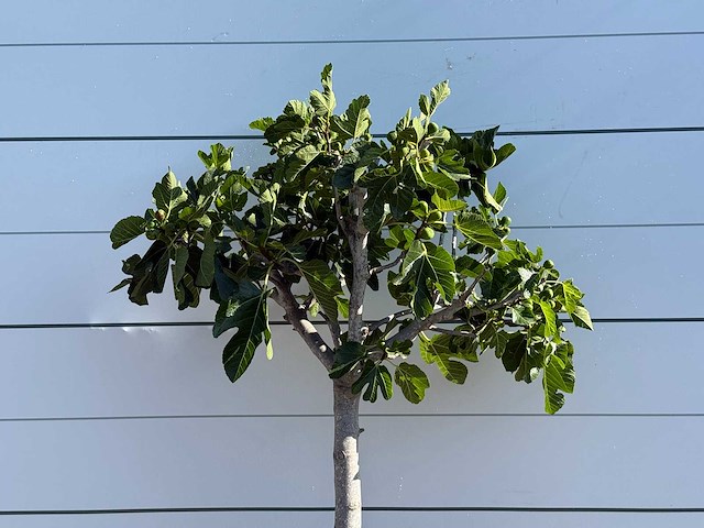 Vijgenboom laagstam - ficus carica - hoogte ca. 150 cm - afbeelding 6 van  6