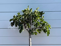 Vijgenboom laagstam - ficus carica - hoogte ca. 150 cm - afbeelding 6 van  6