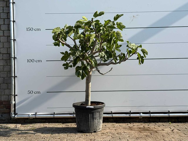 Vijgenboom laagstam - ficus carica - hoogte ca. 160 cm - afbeelding 1 van  3