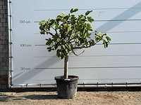 Vijgenboom laagstam - ficus carica - hoogte ca. 160 cm - afbeelding 1 van  3