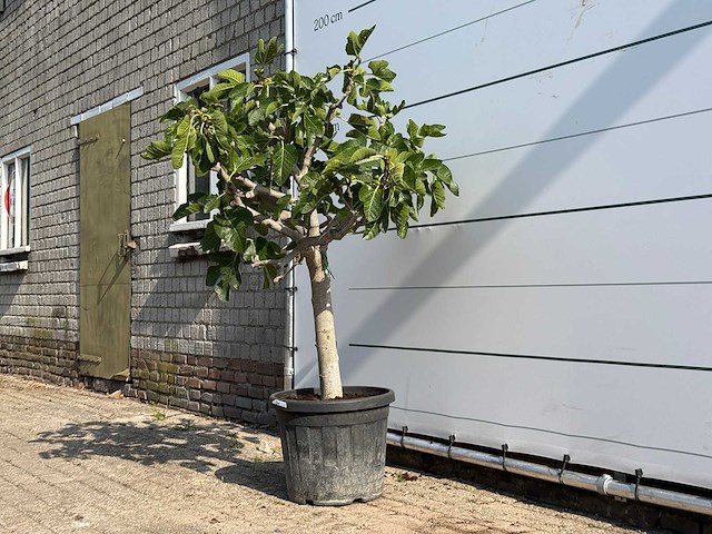 Vijgenboom laagstam - ficus carica - hoogte ca. 160 cm - afbeelding 2 van  3