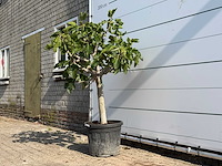 Vijgenboom laagstam - ficus carica - hoogte ca. 160 cm - afbeelding 2 van  3