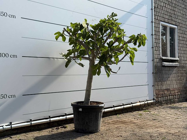Vijgenboom laagstam - ficus carica - hoogte ca. 160 cm - afbeelding 3 van  3