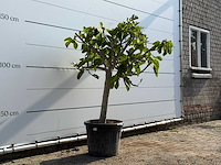 Vijgenboom laagstam - ficus carica - hoogte ca. 160 cm - afbeelding 3 van  3