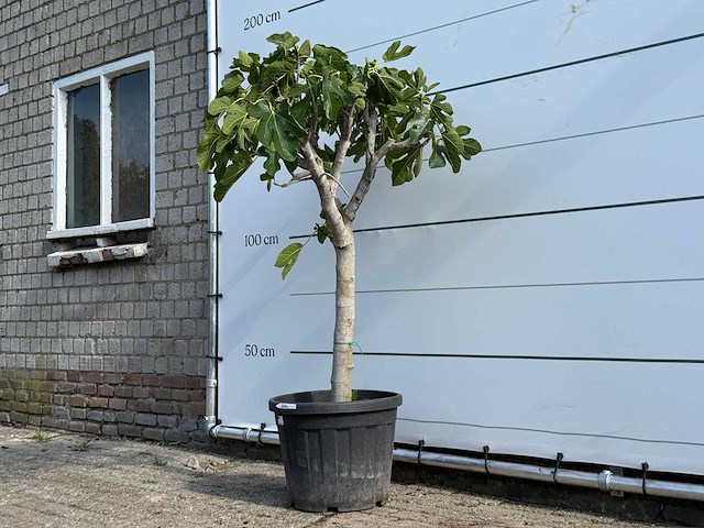 Vijgenboom laagstam - ficus carica - hoogte ca. 160 cm - afbeelding 1 van  1