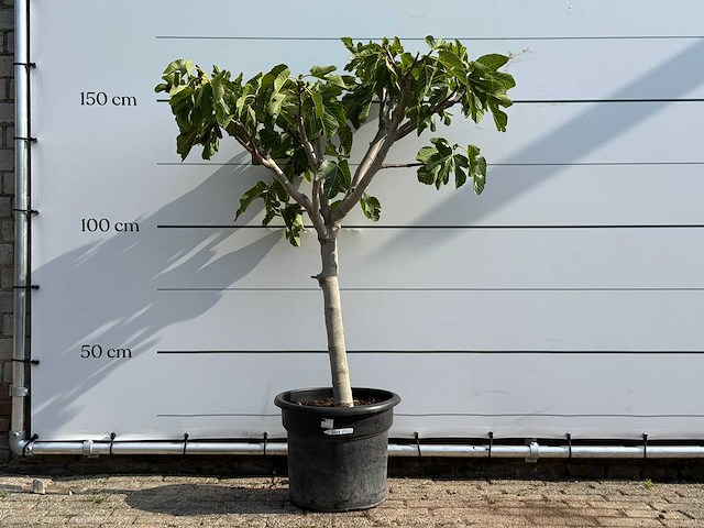 Vijgenboom laagstam - ficus carica - hoogte ca. 160 cm - afbeelding 1 van  3