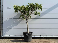 Vijgenboom laagstam - ficus carica - hoogte ca. 160 cm - afbeelding 1 van  3