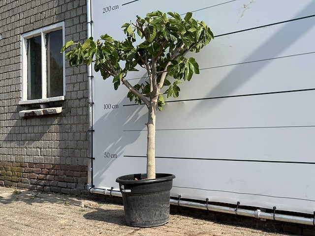 Vijgenboom laagstam - ficus carica - hoogte ca. 160 cm - afbeelding 2 van  3