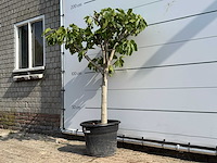 Vijgenboom laagstam - ficus carica - hoogte ca. 160 cm - afbeelding 2 van  3