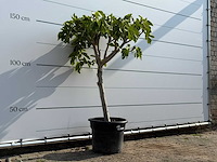 Vijgenboom laagstam - ficus carica - hoogte ca. 160 cm - afbeelding 3 van  3