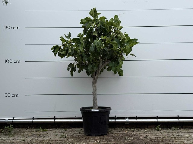 Vijgenboom laagstam - ficus carica - hoogte ca. 160 cm - afbeelding 1 van  3