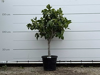 Vijgenboom laagstam - ficus carica - hoogte ca. 160 cm - afbeelding 1 van  3