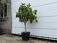 Vijgenboom laagstam - ficus carica - hoogte ca. 160 cm - afbeelding 2 van  3
