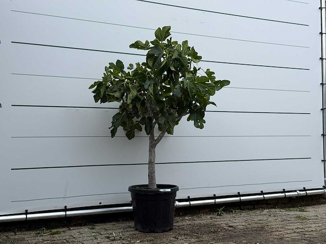 Vijgenboom laagstam - ficus carica - hoogte ca. 160 cm - afbeelding 3 van  3