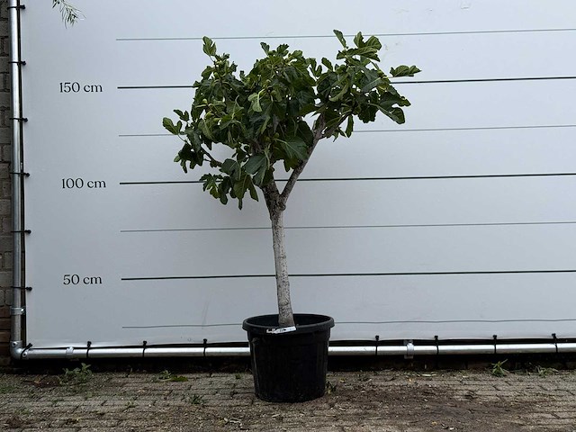 Vijgenboom laagstam - ficus carica - hoogte ca. 160 cm - afbeelding 1 van  3