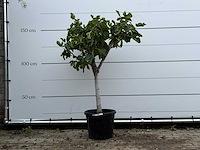 Vijgenboom laagstam - ficus carica - hoogte ca. 160 cm - afbeelding 1 van  3