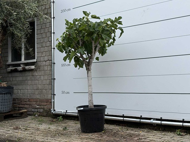 Vijgenboom laagstam - ficus carica - hoogte ca. 160 cm - afbeelding 2 van  3