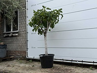 Vijgenboom laagstam - ficus carica - hoogte ca. 160 cm - afbeelding 2 van  3