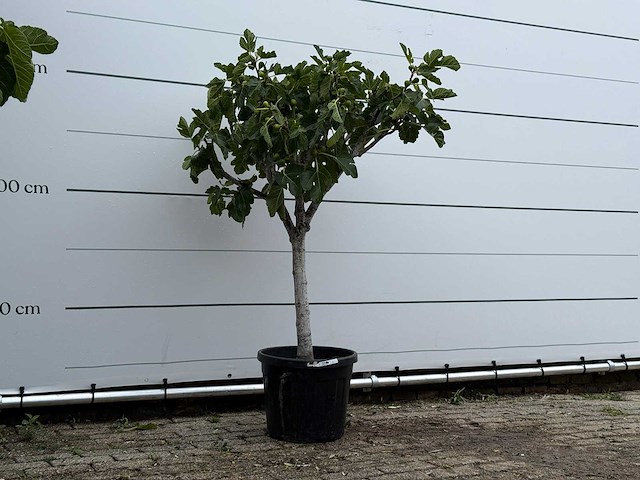 Vijgenboom laagstam - ficus carica - hoogte ca. 160 cm - afbeelding 3 van  3