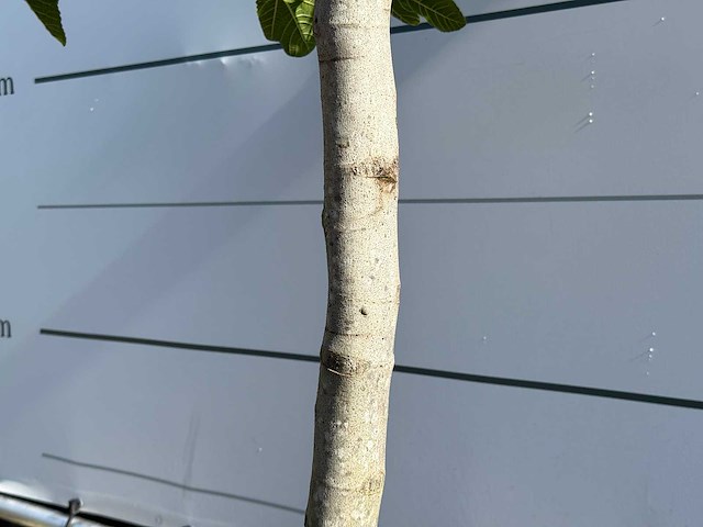 Vijgenboom laagstam - ficus carica - hoogte ca. 160 cm - afbeelding 1 van  3