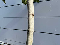 Vijgenboom laagstam - ficus carica - hoogte ca. 160 cm - afbeelding 1 van  3