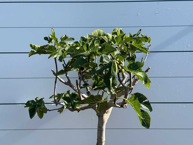 Vijgenboom laagstam - ficus carica - hoogte ca. 160 cm - afbeelding 3 van  3