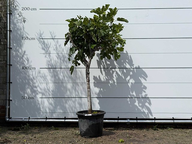 Vijgenboom laagstam - ficus carica - hoogte ca. 180 cm - afbeelding 1 van  3