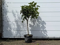 Vijgenboom laagstam - ficus carica - hoogte ca. 180 cm - afbeelding 1 van  3